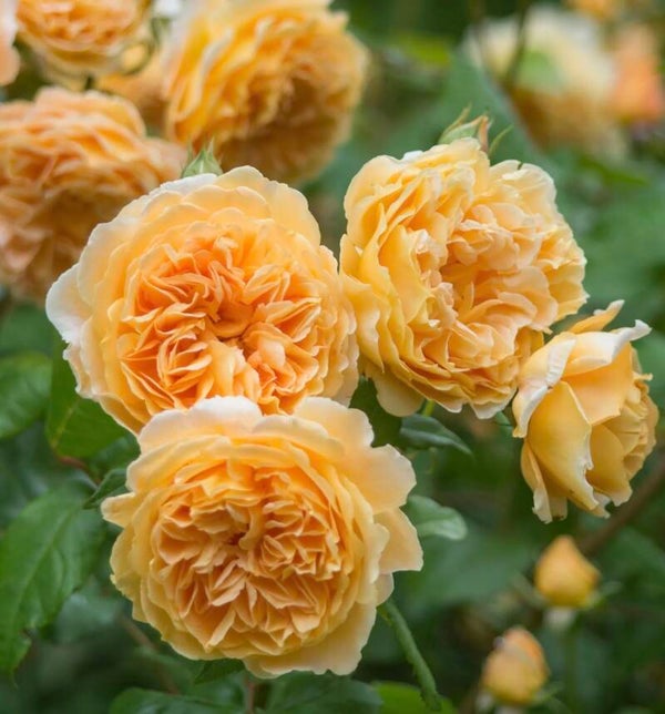 Crown Princess of Margareta CL