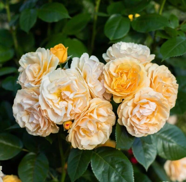 Julia Child 24” Rose Tree