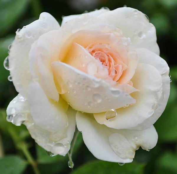 White Eden CL