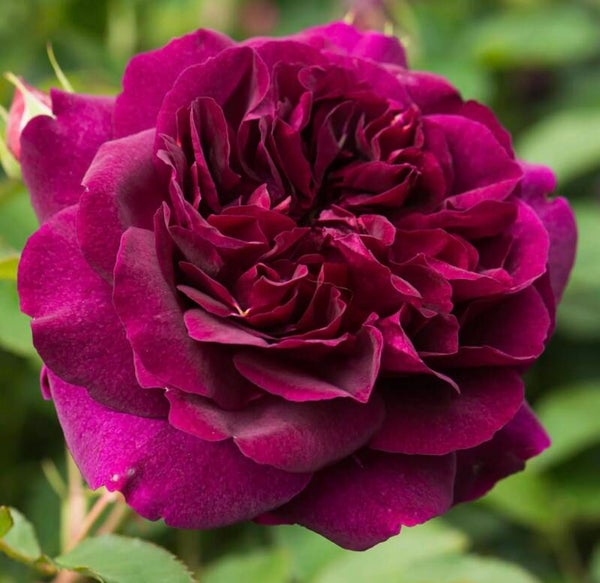 Darcy Bussell