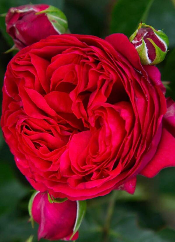 Red Eden CL