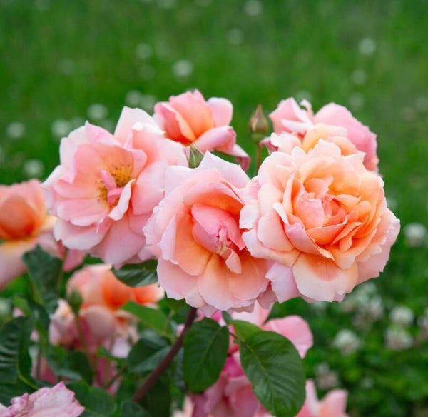 Apricot Candy