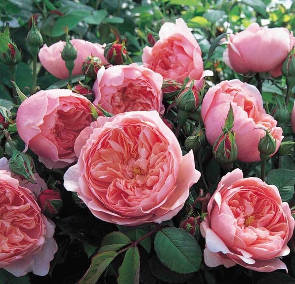 The Alnwick Rose