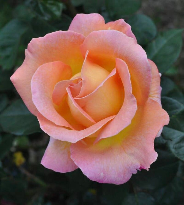 Elle 36” Rose Tree