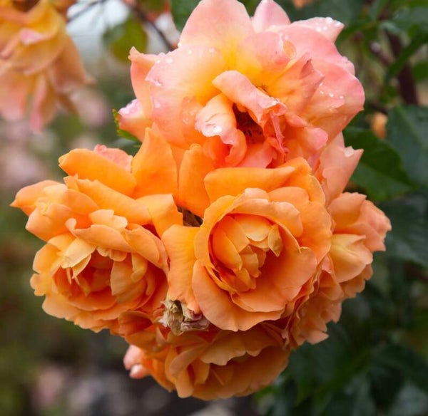 Tangerine Skies CL