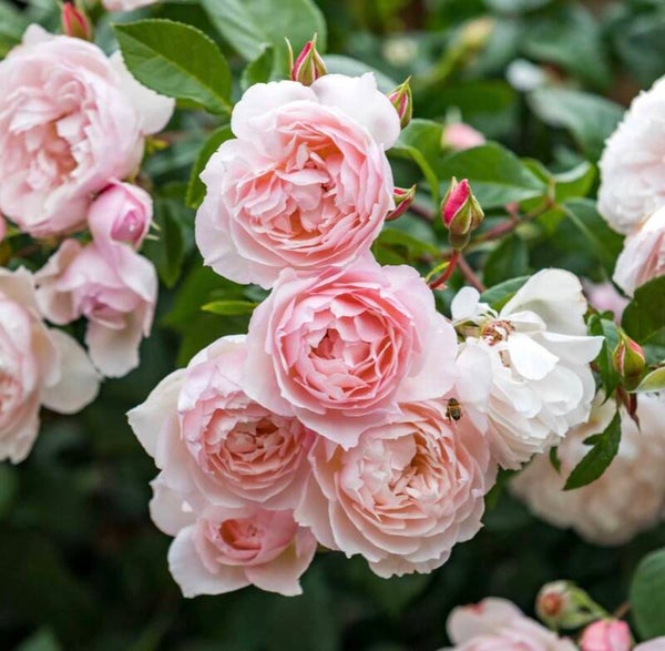 The Generous Gardener CL - OR