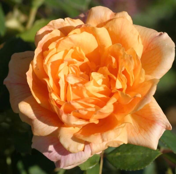 Garden Sun CL