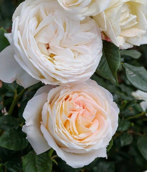 Top Cream