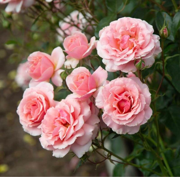Tournament of Roses