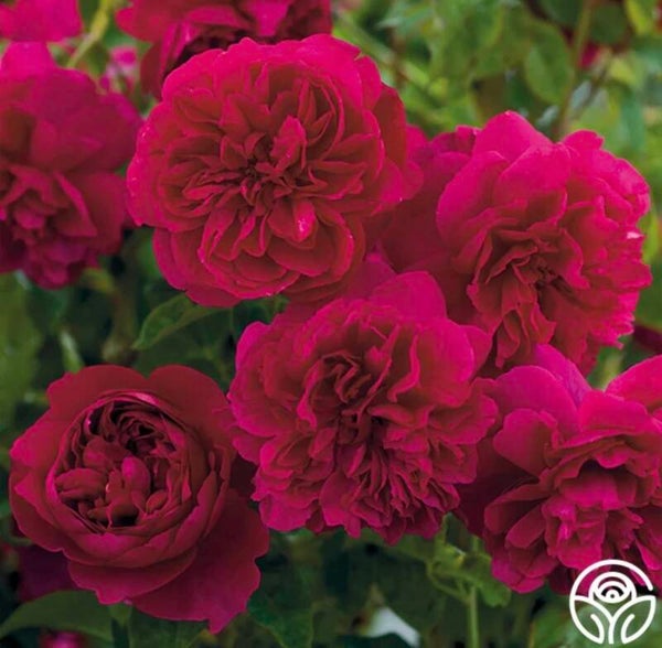 Gertrude Jekyll