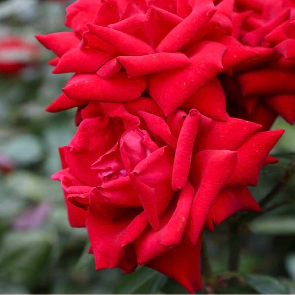Crimson Bouquet