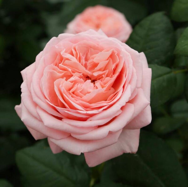 Martha Stewart