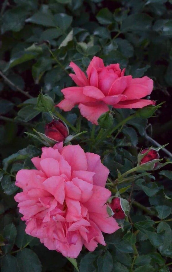 Rosarium Uetersen CL