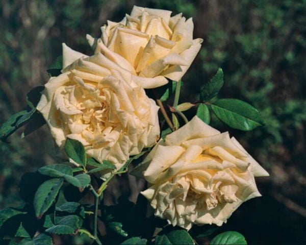 Blumenschmidt