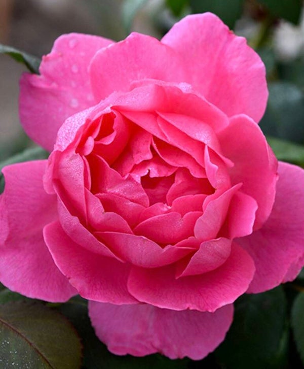 True Bloom Inspiration