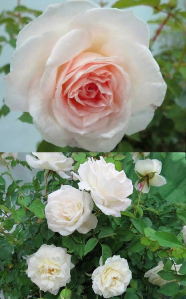 Touch of Pink
