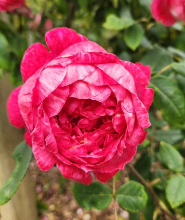 Benjamin Britten