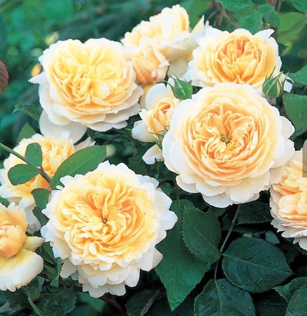 Crocus Rose