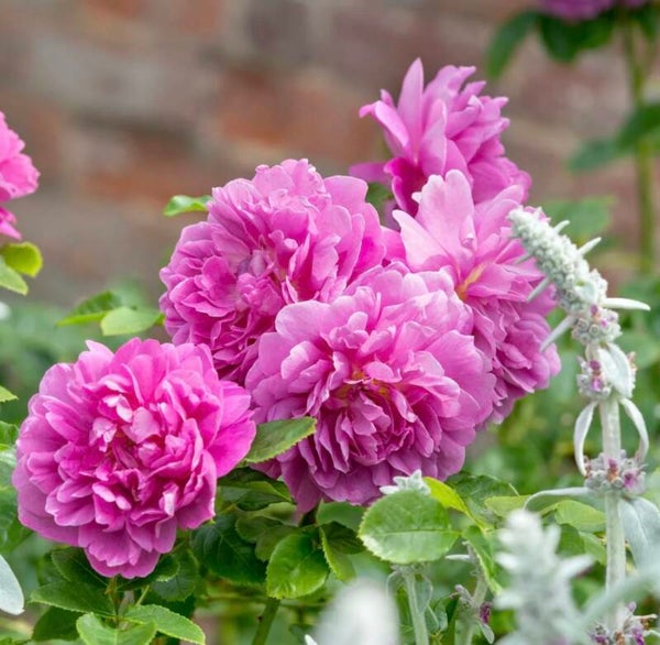 Princess Anne