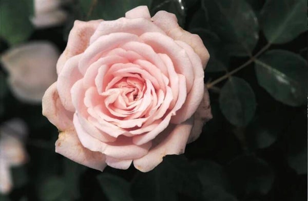 Coquette Des Blanches CL