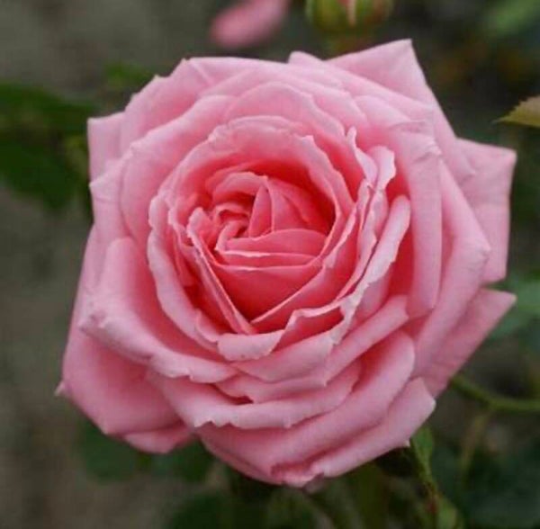 Coral Dawn CL