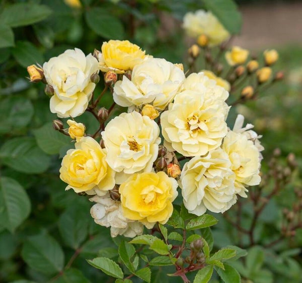 Lemon Frost CL
