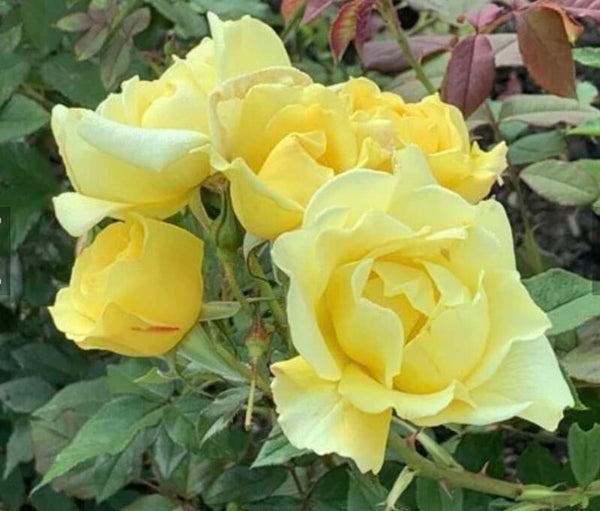 Lemon Meringue CL