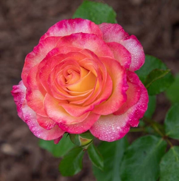 True Bloom Sincerity