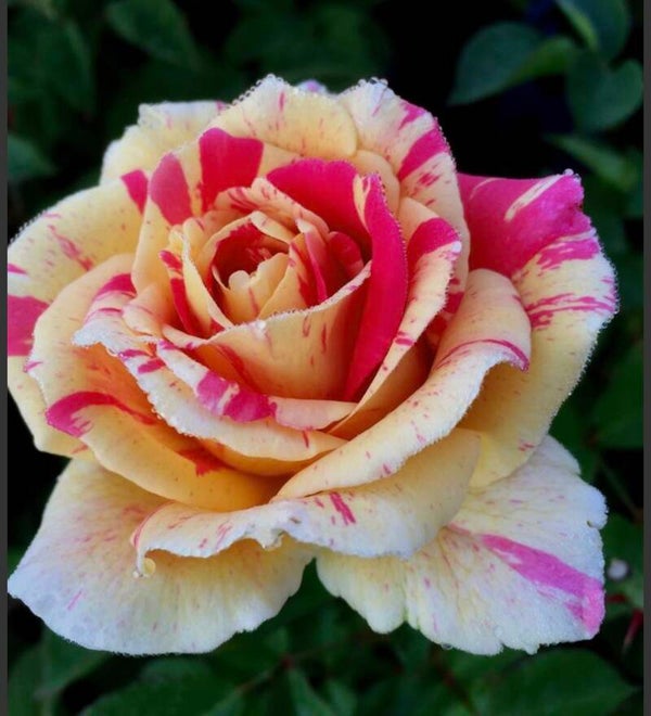 True Bloom Delight CL