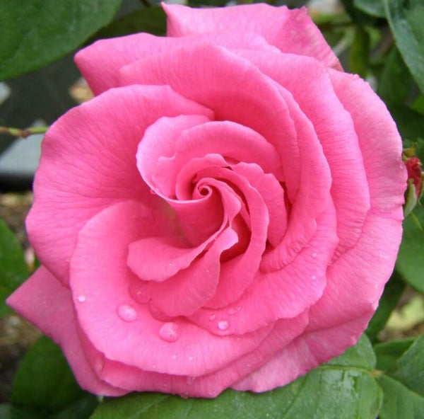 Zepherine Drouhin CL
