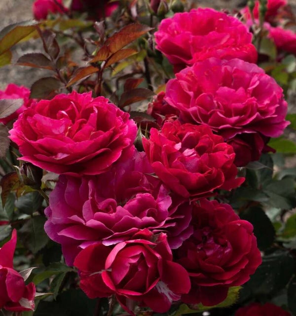 Triple Knockout 24” Rose Tree