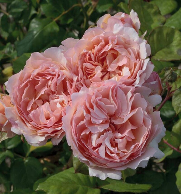 Princesse Charlene de Monaco 36” Rose Tree