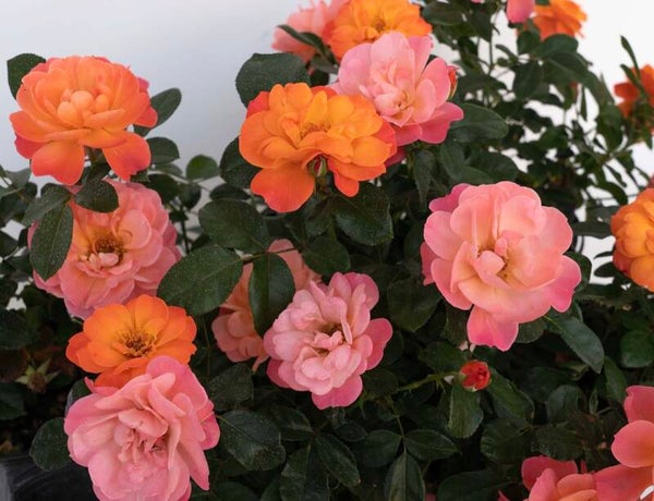 Sugar Candy Rose
