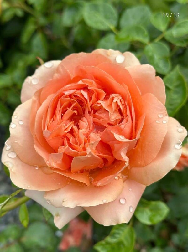 Double Ambre