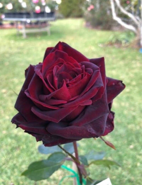 Crimson Knight