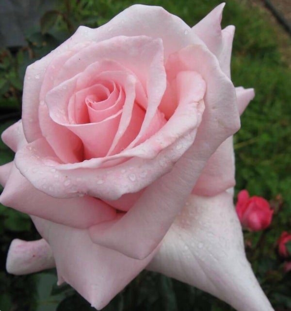 Marylou Whitney