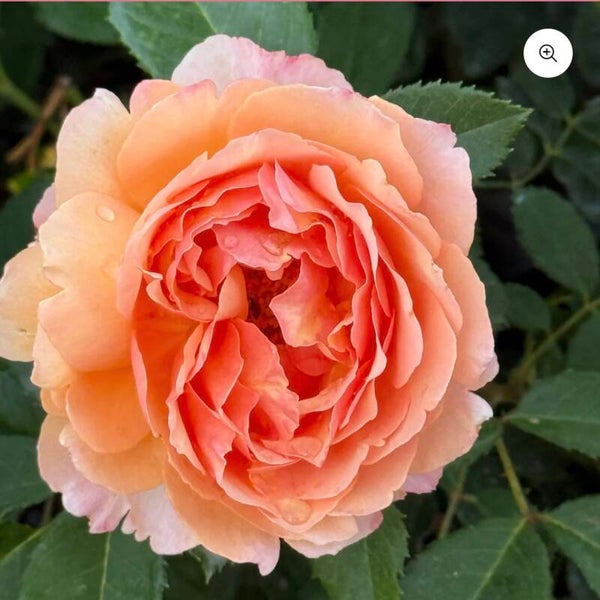 Peach Glory