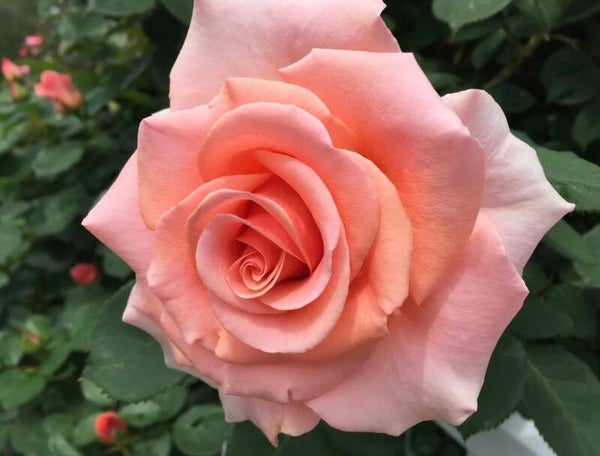 Royal City Rose
