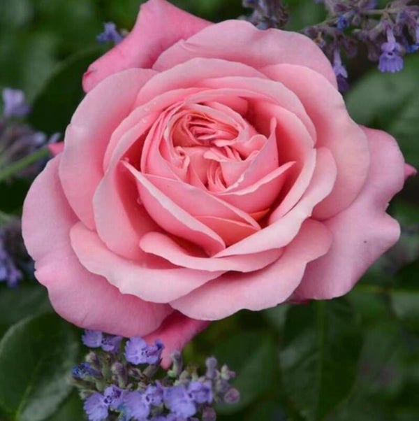 Blush Fragrant Showcase