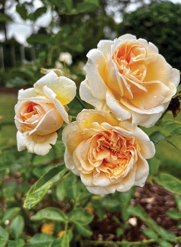 Champagne Fragrant Showpiece