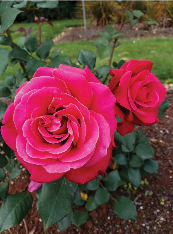 Lipstick Fragrant Showpiece