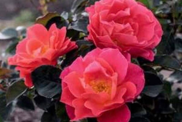Coral Miracle