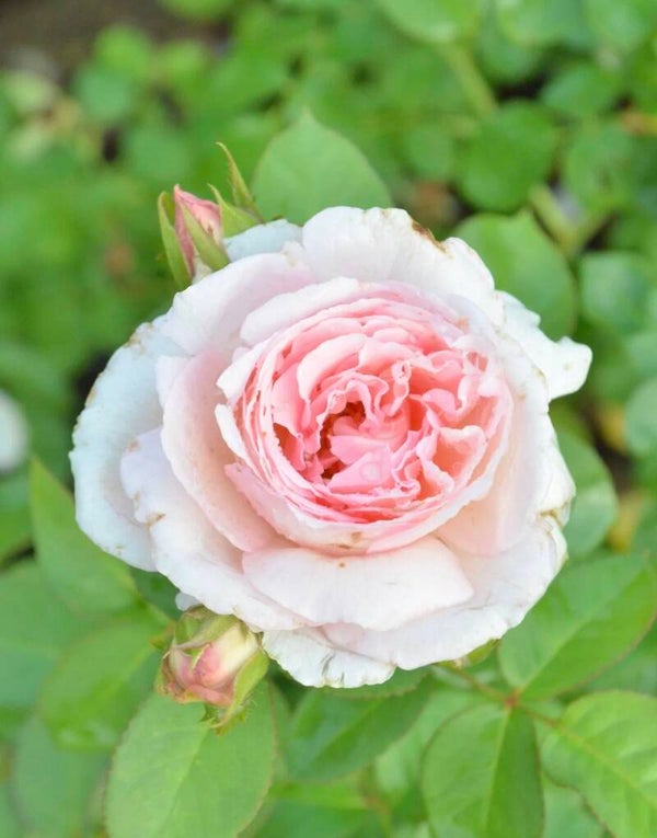 Fragrant Blush