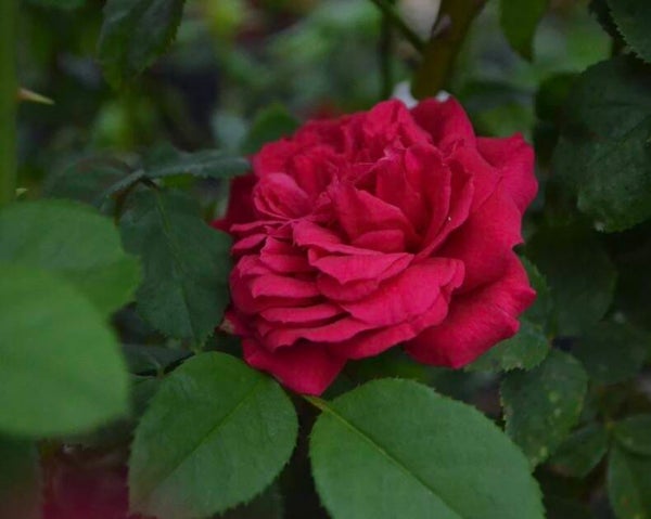 Grandma’s Red