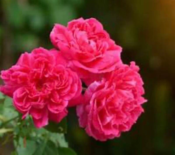 Moroccan Rose