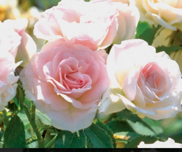 Niagara Blush. aka Morden Blush