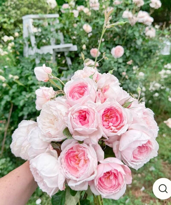 Sweet Frances