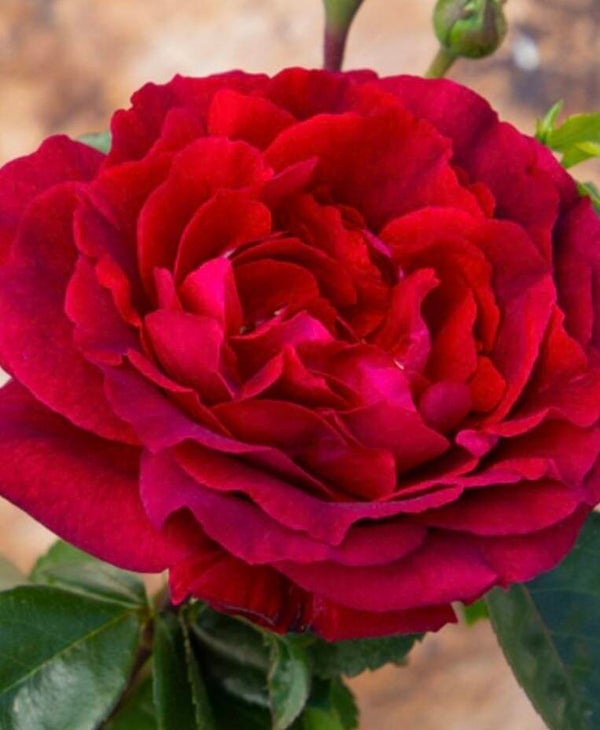 True Bloom Spirit