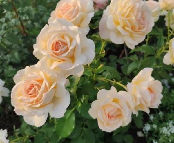 Chantos Beauty