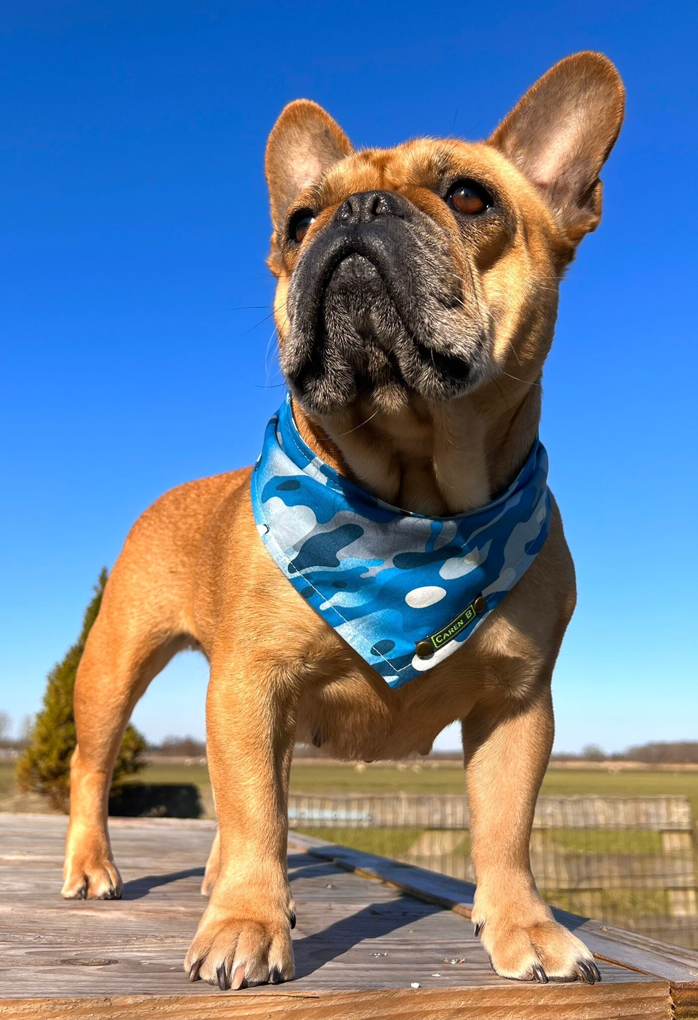 Caren B bandana marines